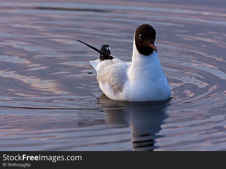 Bird, Seabird, Fauna, Water Bird