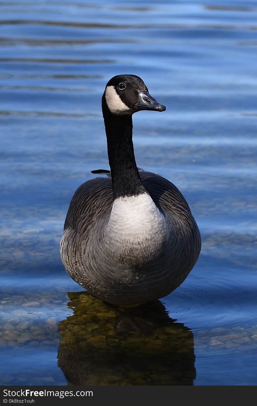 Bird, Duck, Water, Water Bird