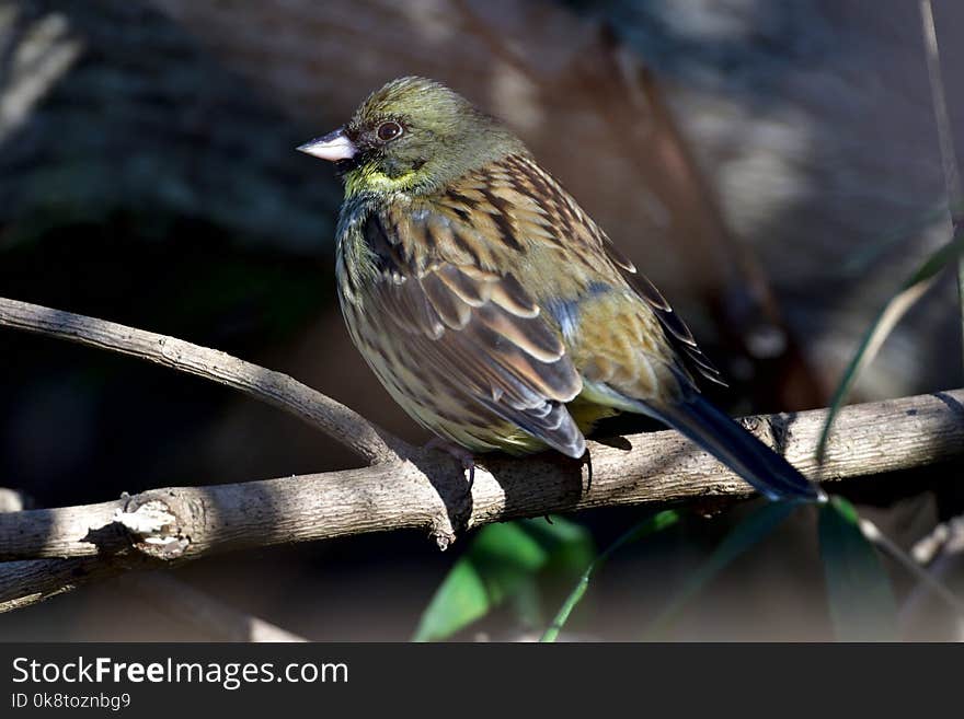 Bird, Beak, Fauna, Finch