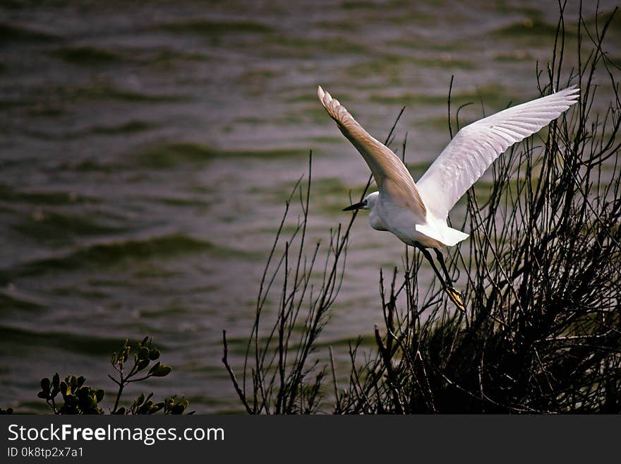 Bird, Water, Fauna, Beak