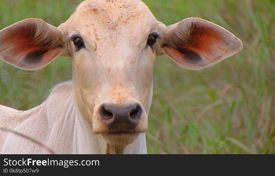 Cattle Like Mammal, Horn, Grazing, Terrestrial Animal