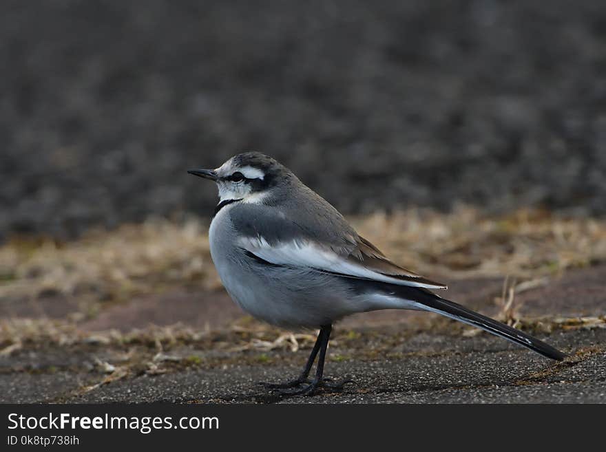 Bird, Fauna, Beak, Wildlife