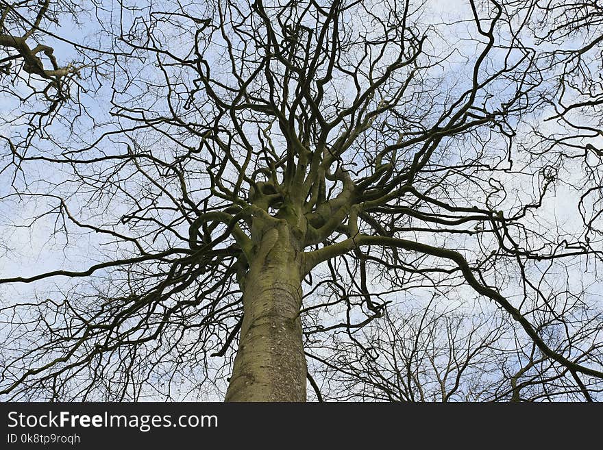 Tree, Branch, Woody Plant, Sky