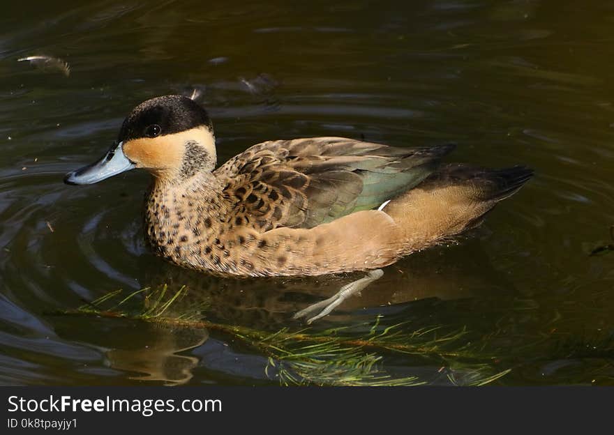 Bird, Duck, Water, Fauna