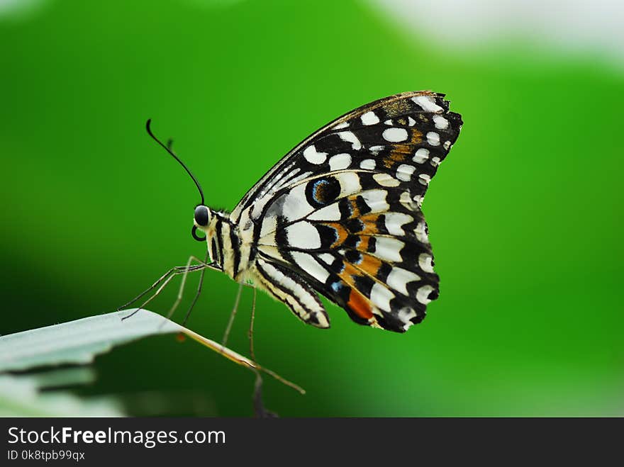 Butterfly, Moths And Butterflies, Insect, Invertebrate