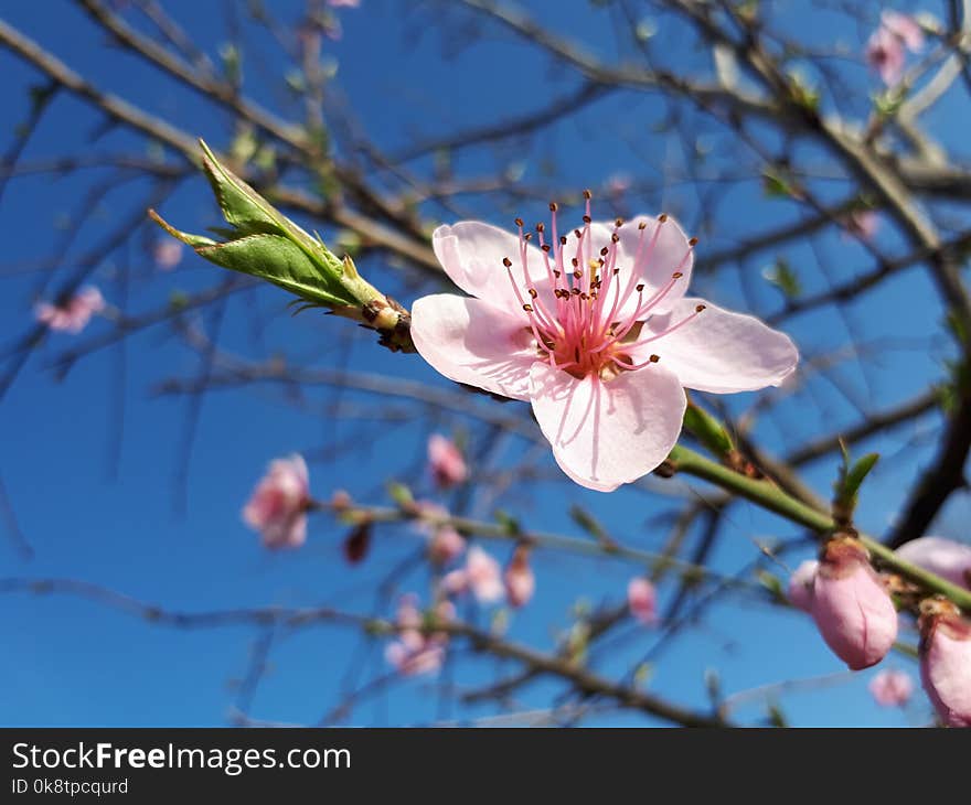 Blossom, Branch, Spring, Flower