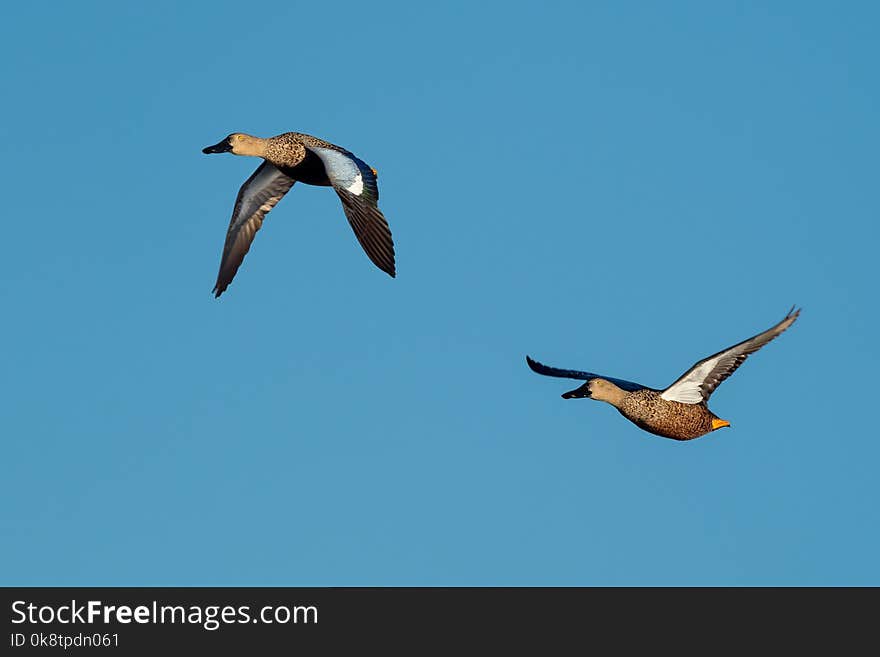 Bird, Sky, Beak, Fauna