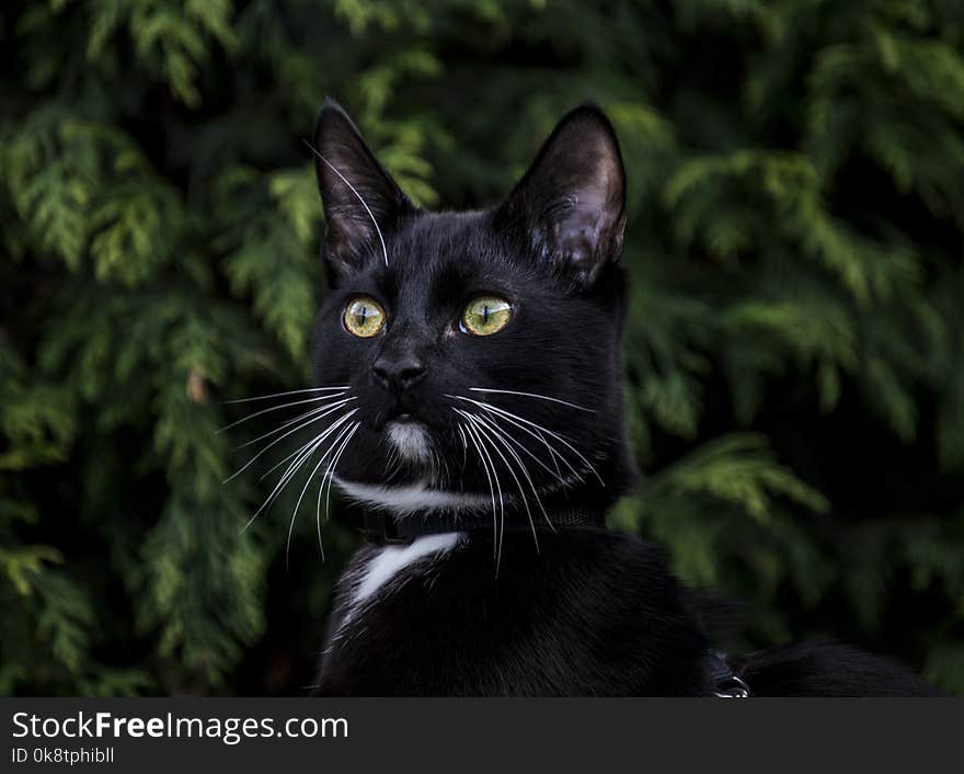 Cat, Black Cat, Whiskers, Mammal