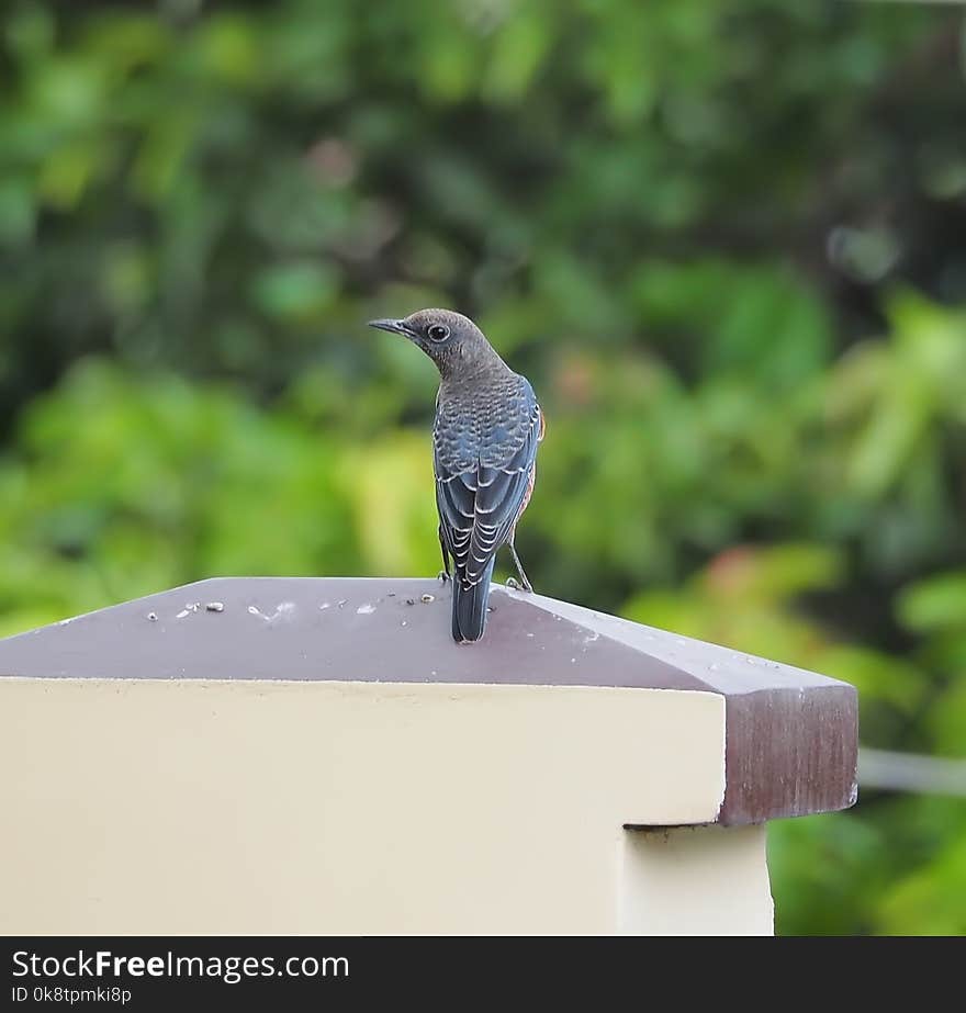 Bird, Fauna, Beak, Wildlife