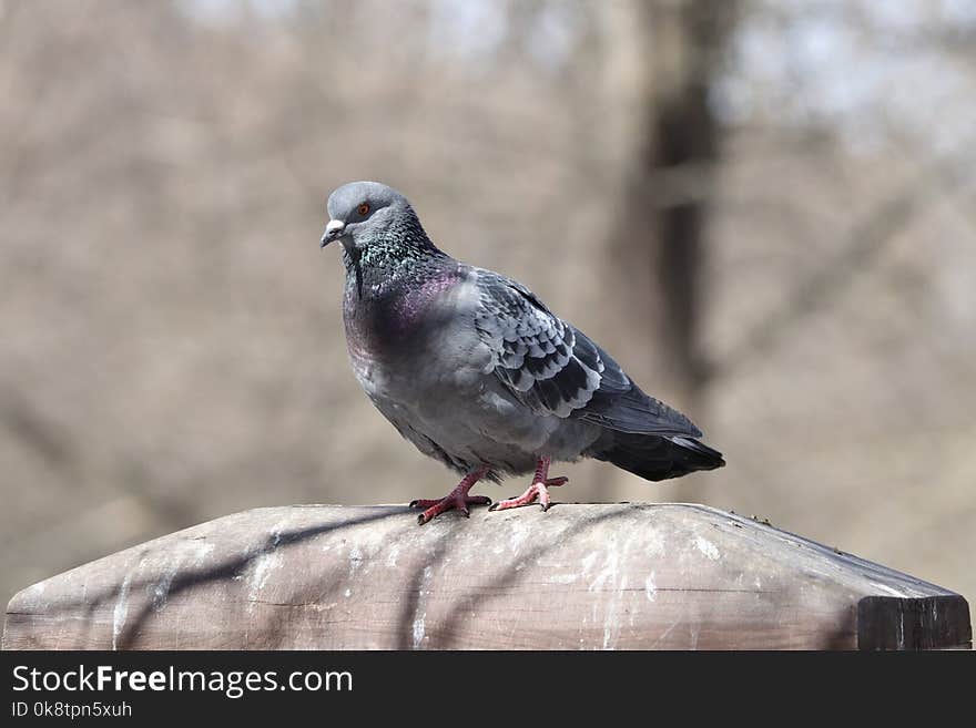 Bird, Fauna, Pigeons And Doves, Beak