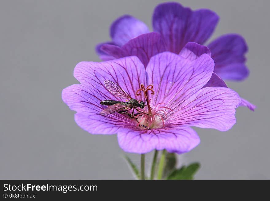 Flower, Violet, Purple, Flora