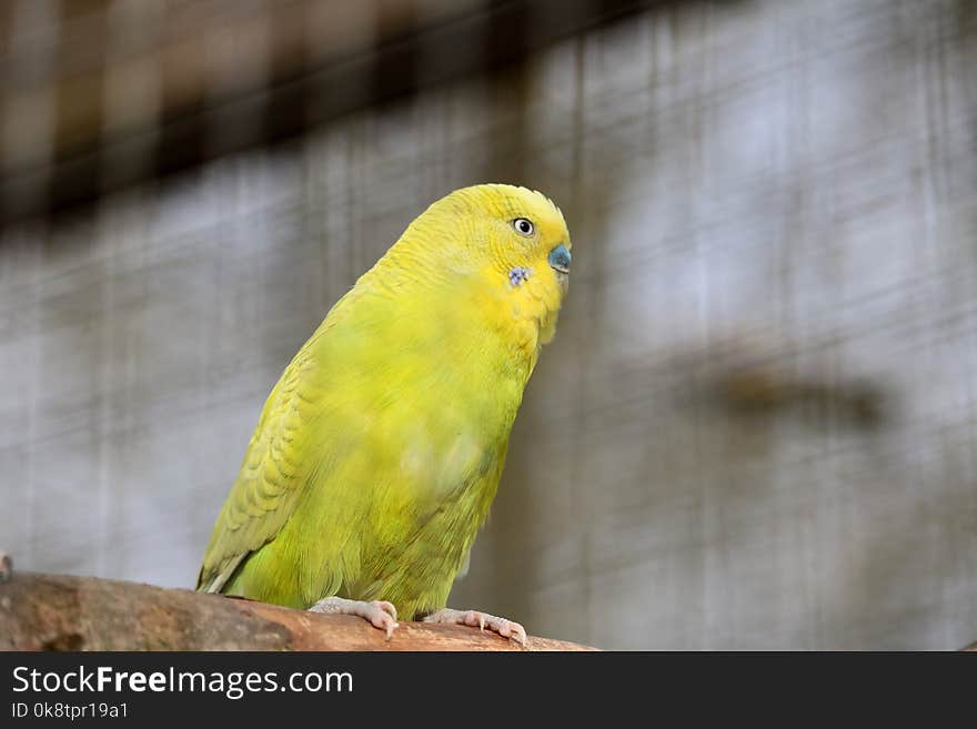 Bird, Common Pet Parakeet, Parakeet, Parrot