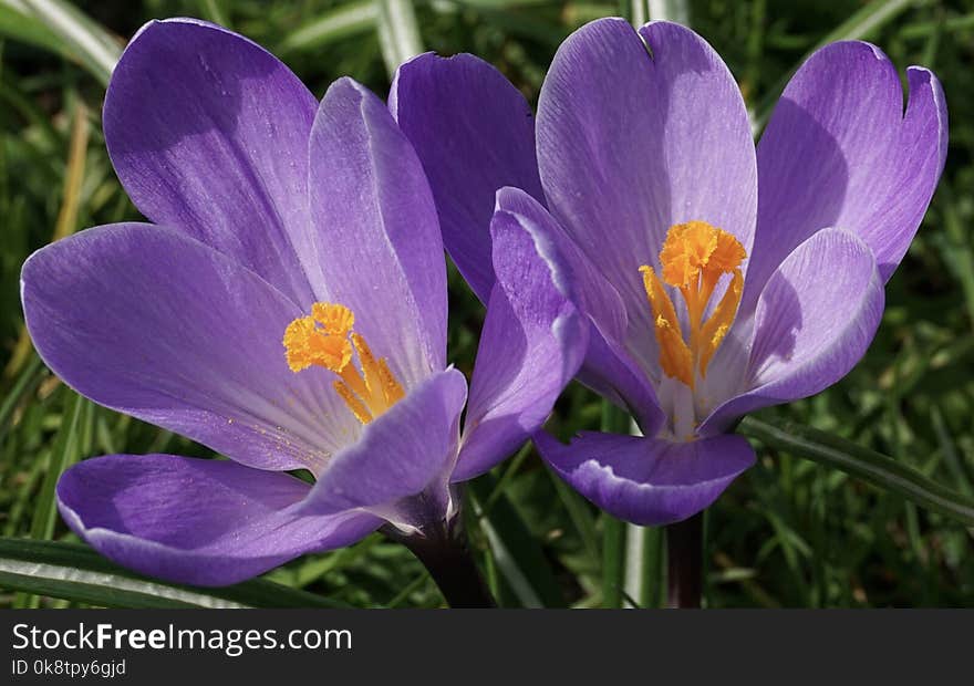 Flower, Crocus, Plant, Flowering Plant