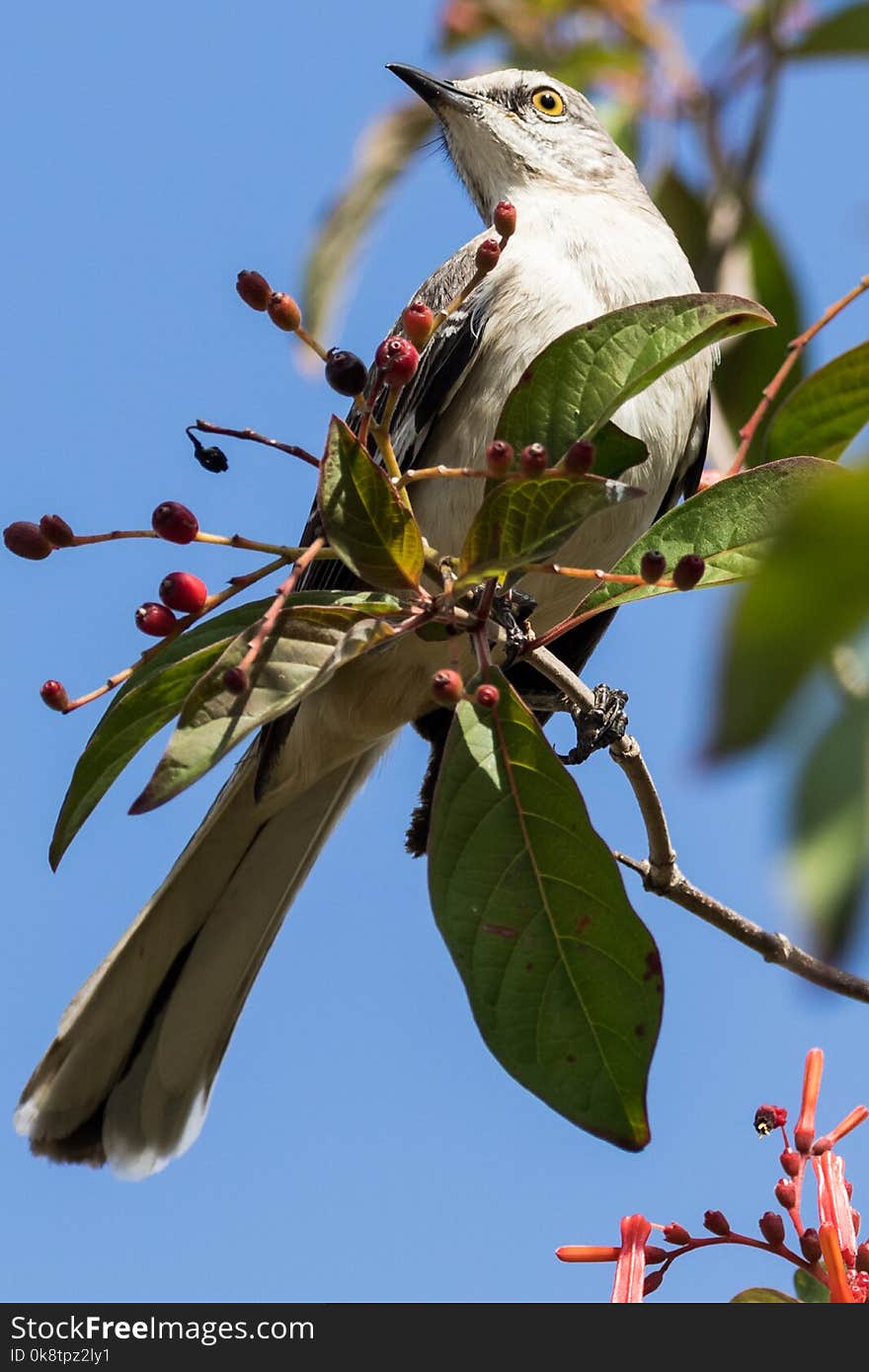 Bird, Fauna, Beak, Flora