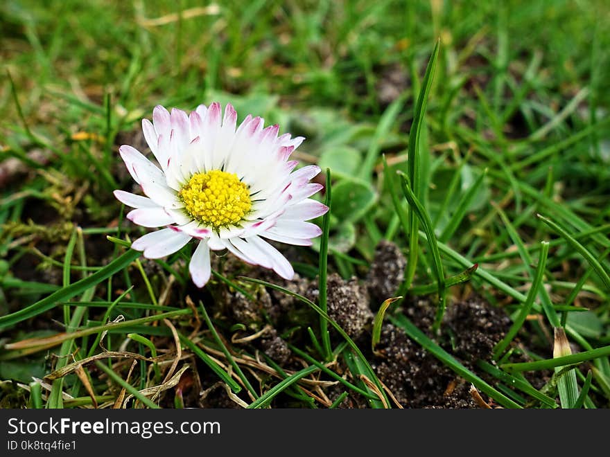 Flower, Flora, Plant, Daisy