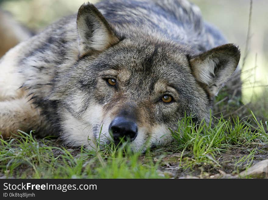 Wildlife, Wolf, Mammal, Fauna