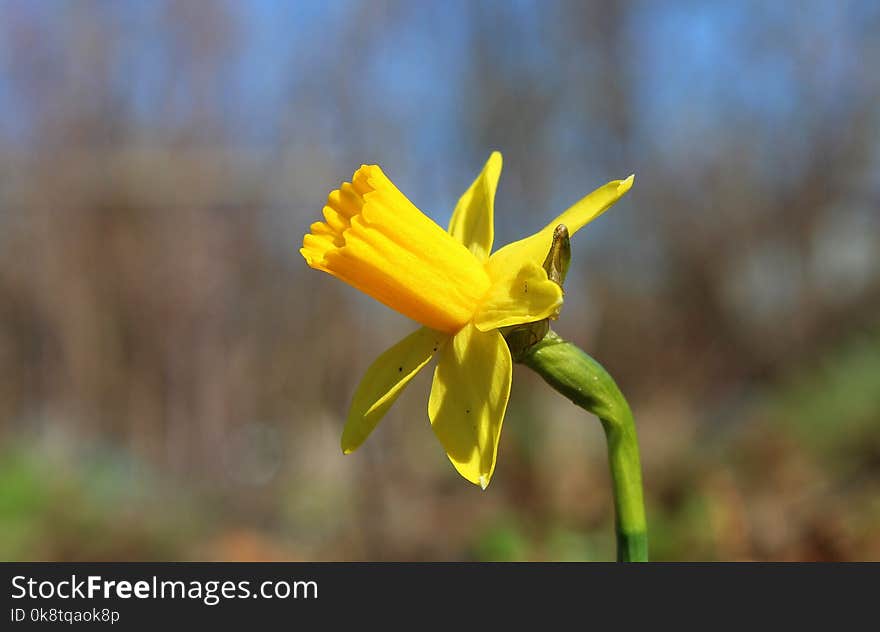 Flower, Yellow, Plant, Flora