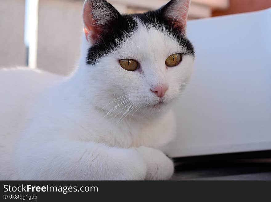 Cat, White, Face, Whiskers