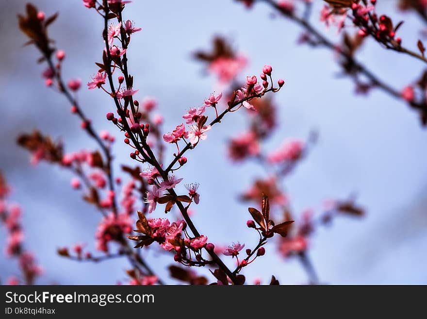 Blossom, Branch, Pink, Spring