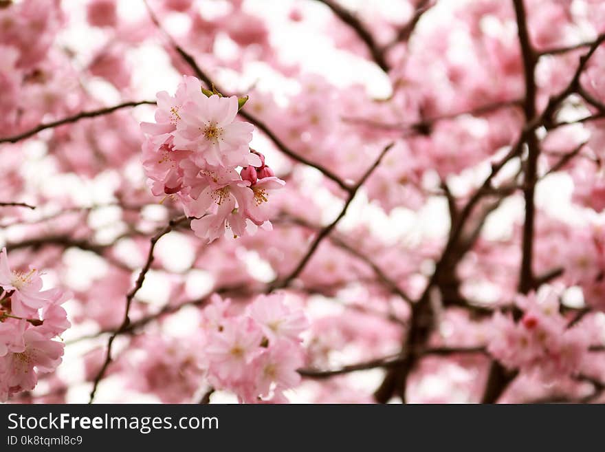 Blossom, Flower, Pink, Cherry Blossom