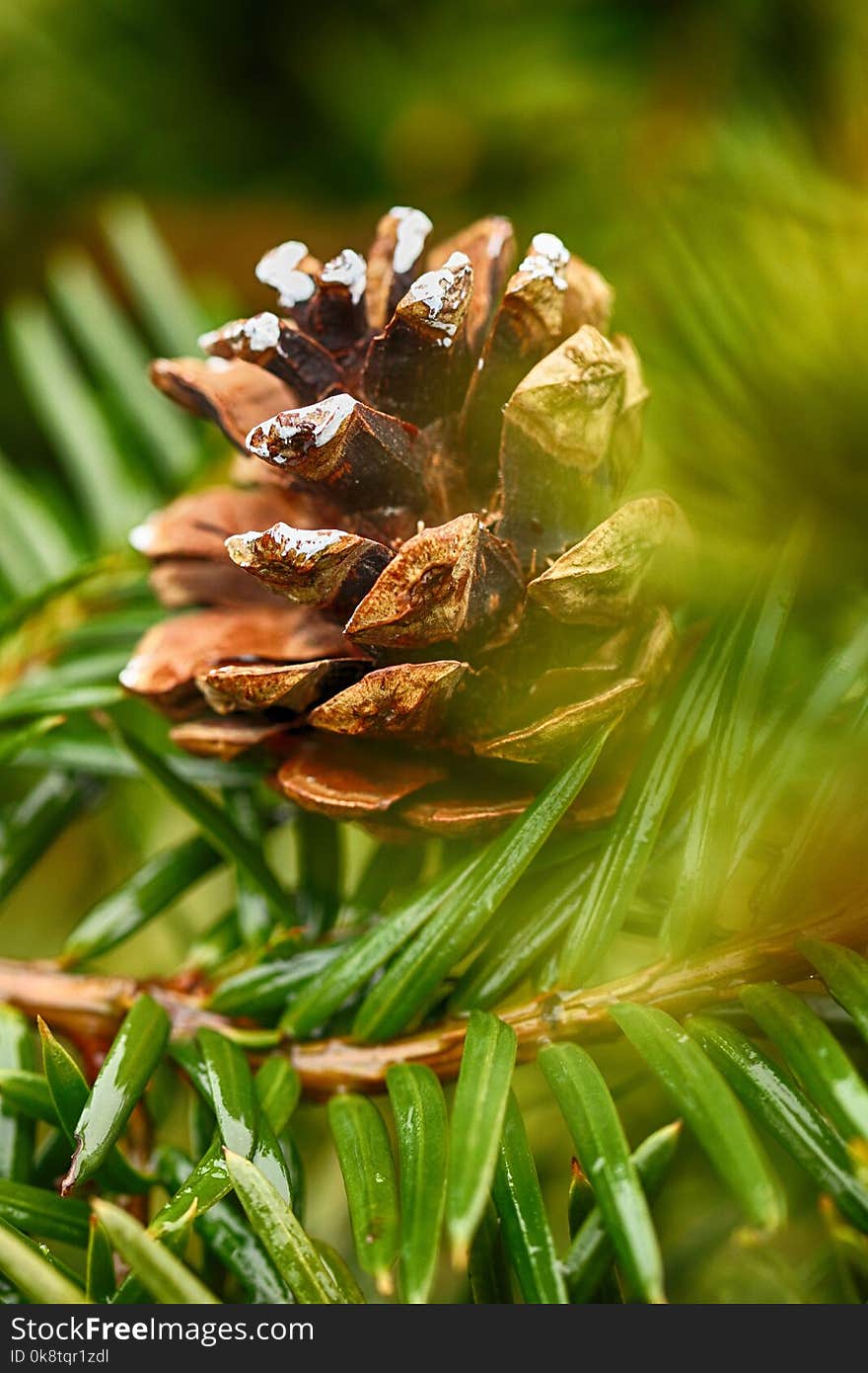 Plant, Pine Family, Tree, Close Up