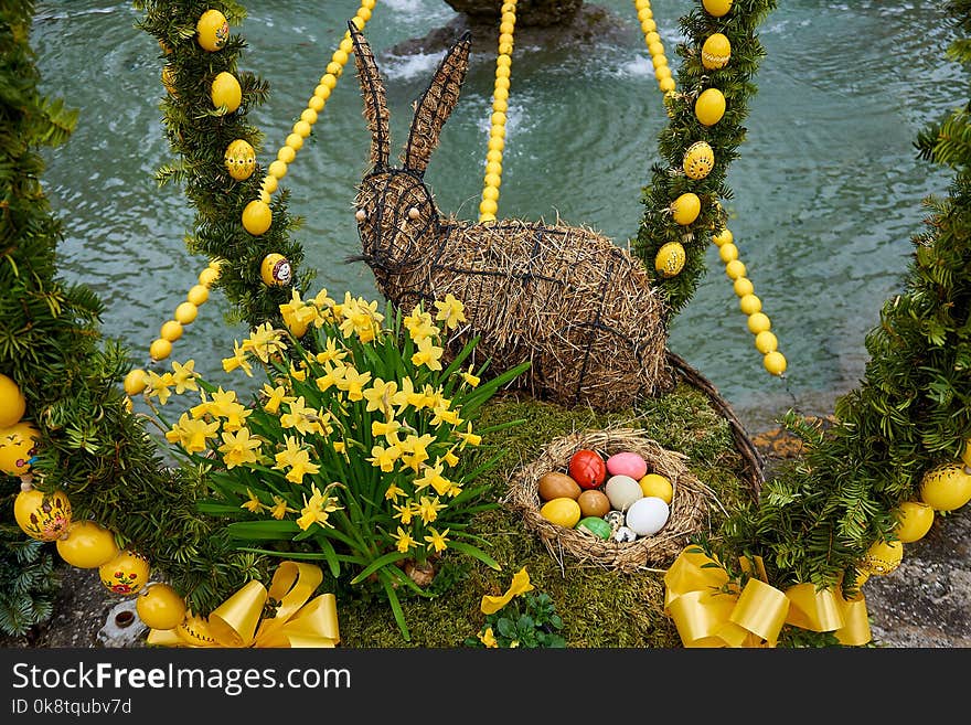 Yellow, Flower, Flora, Plant