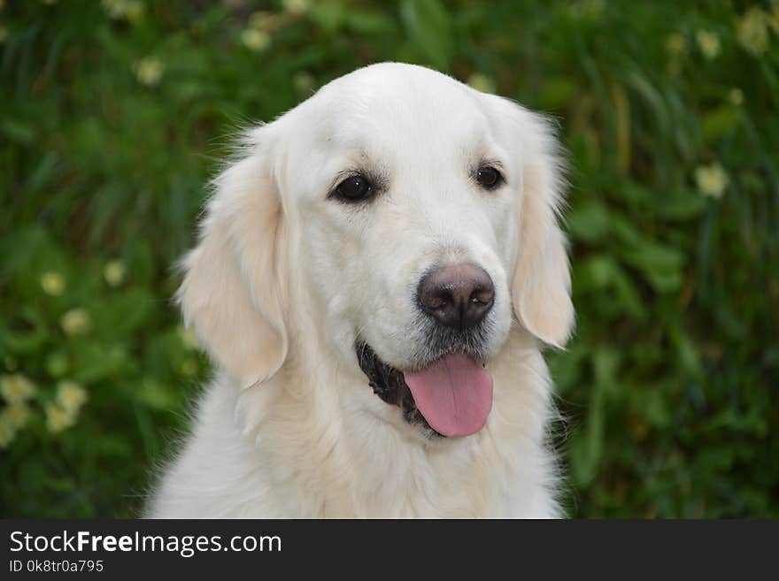 Dog, Golden Retriever, Dog Breed, Dog Like Mammal