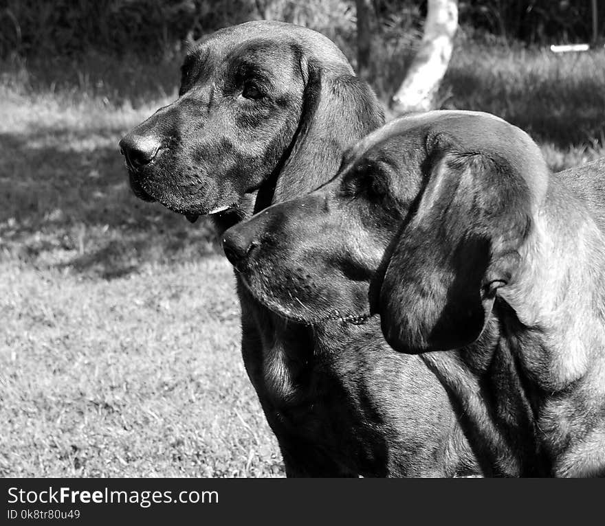 Black, Dog, Black And White, Dog Like Mammal