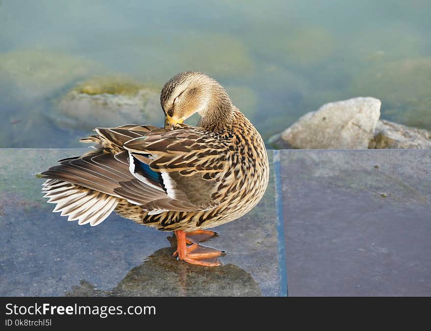 Bird, Duck, Mallard, Water Bird