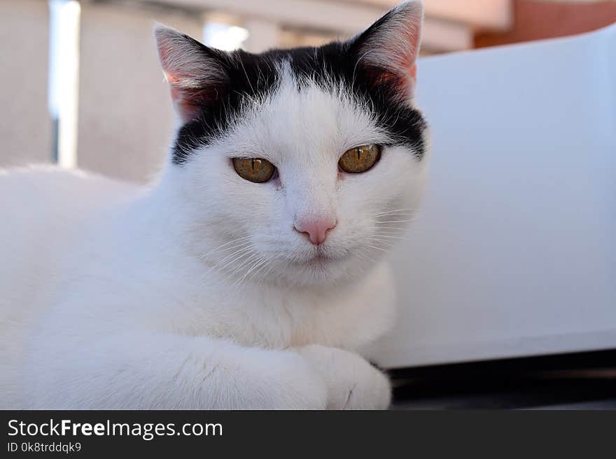 Cat, White, Whiskers, Small To Medium Sized Cats