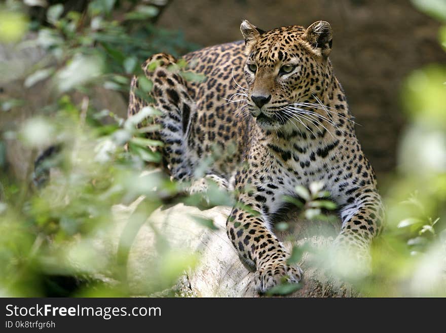 Leopard, Wildlife, Terrestrial Animal, Jaguar