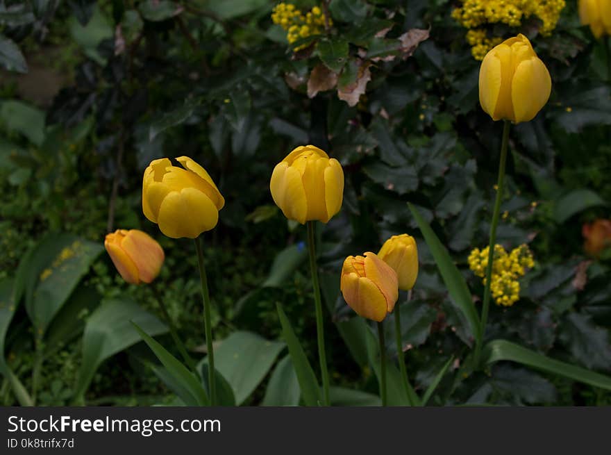 Flower, Plant, Yellow, Tulip