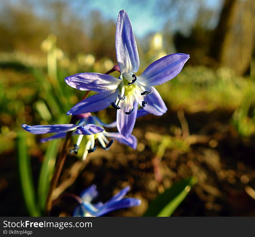 Flower, Plant, Flora, Scilla