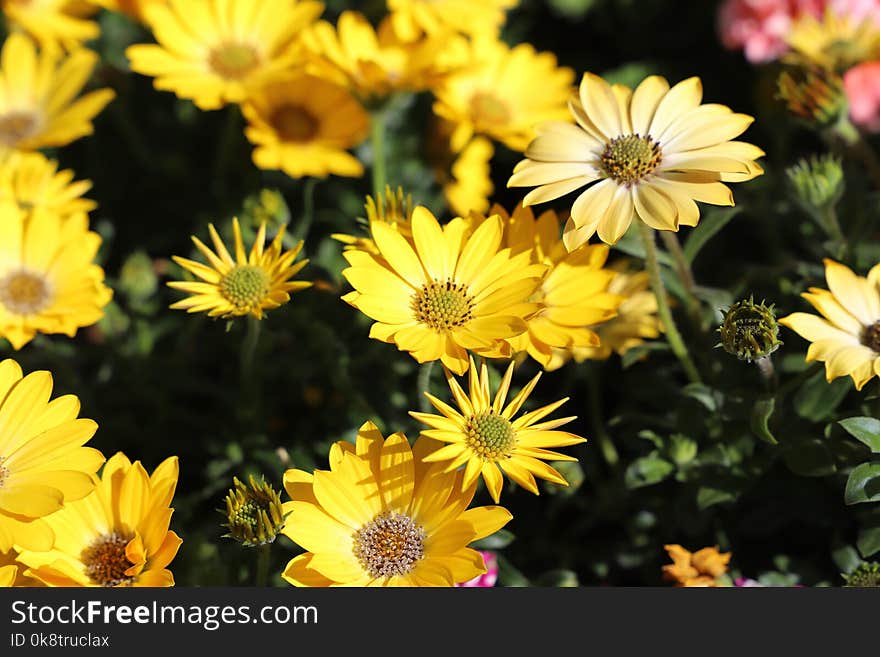 Flower, Yellow, Flora, Plant