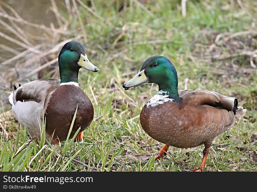 Duck, Bird, Mallard, Ducks Geese And Swans