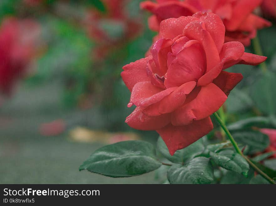 Rose, Rose Family, Flower, Red