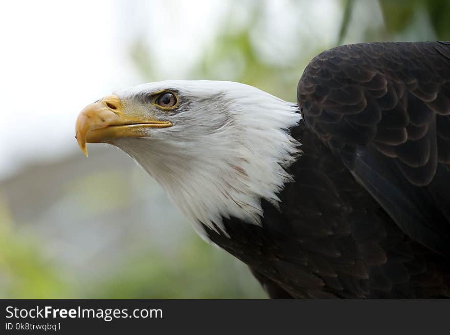 Beak, Bird, Bird Of Prey, Eagle