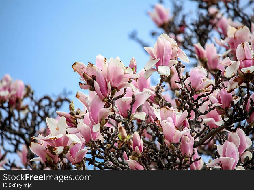 Flower, Plant, Pink, Flowering Plant