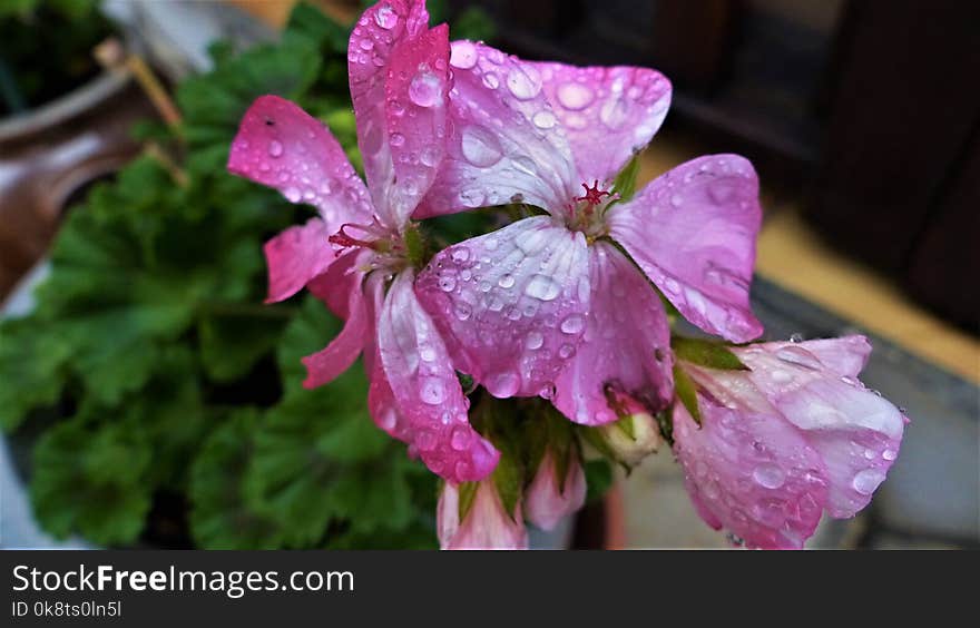 Flower, Plant, Pink, Flora