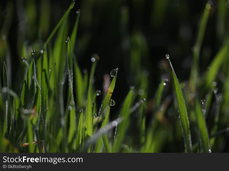 Water, Dew, Moisture, Grass