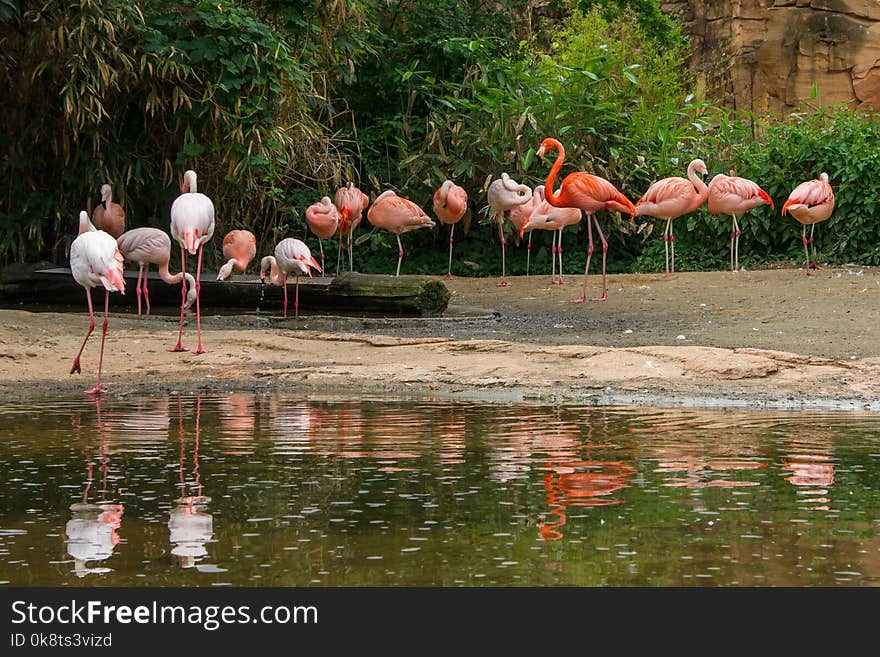 Flamingo, Bird, Water Bird, Ciconiiformes