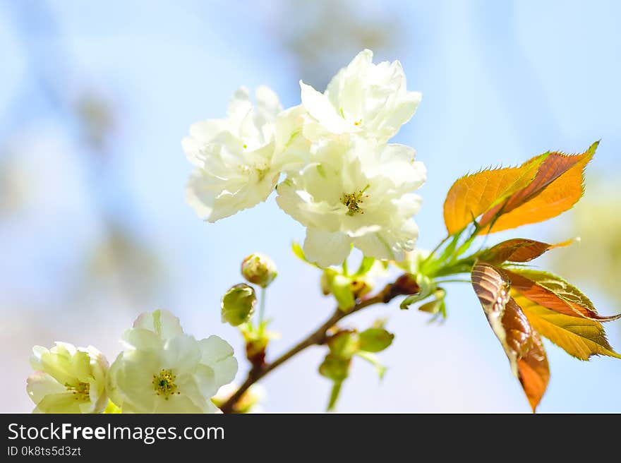 Blossom, Flower, Branch, Spring