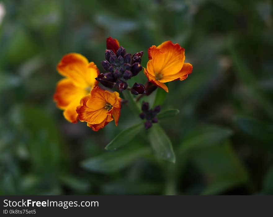 Flower, Wildflower, Flora, Plant