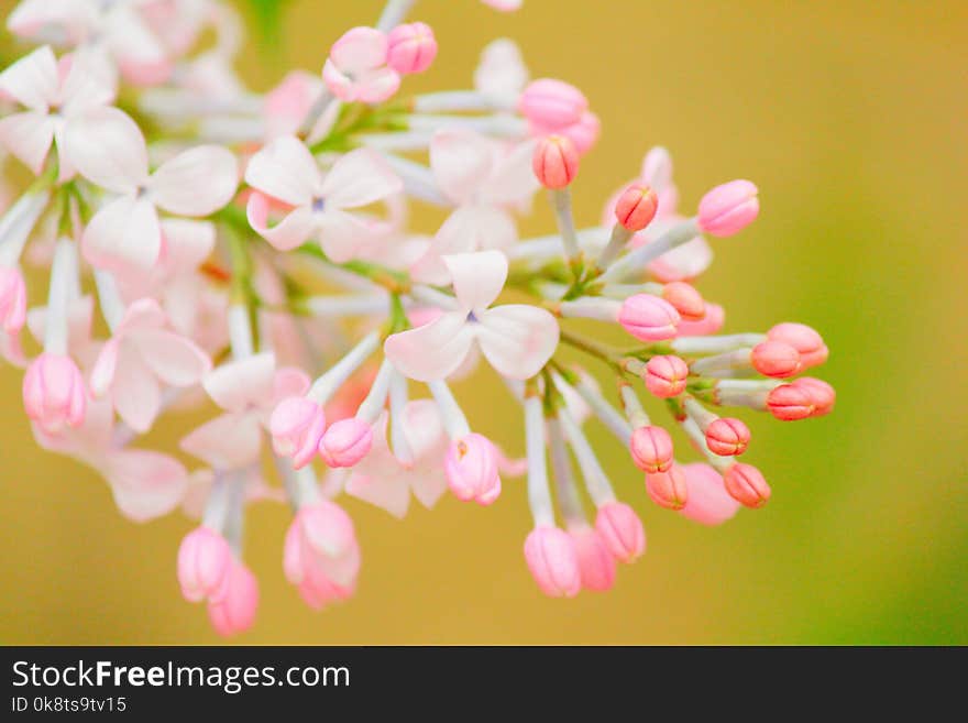 Flower, Pink, Blossom, Spring