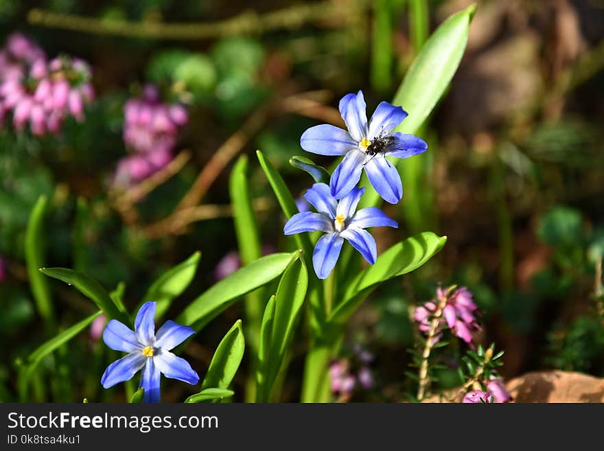 Flower, Plant, Flora, Flowering Plant