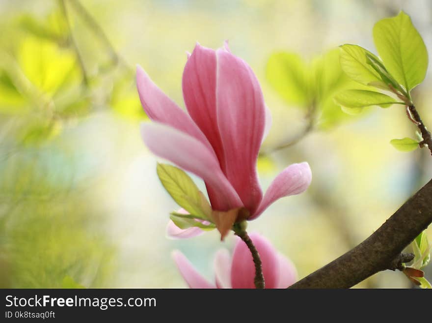 Flower, Plant, Flowering Plant, Blossom