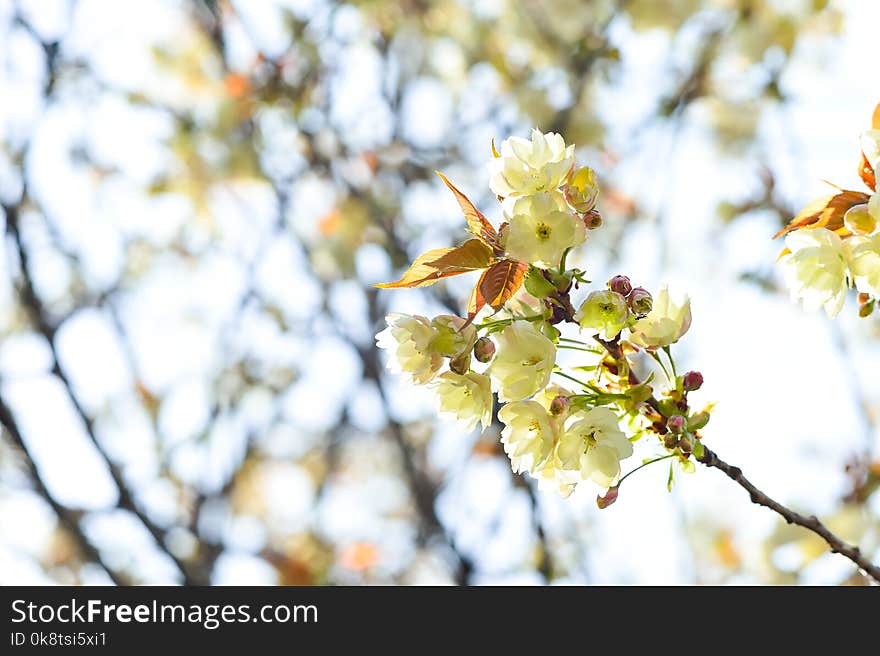 Blossom, Branch, Spring, Flower