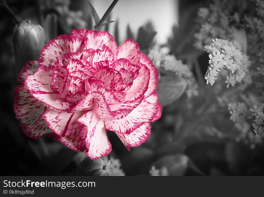 Flower, Pink, Plant, Flora