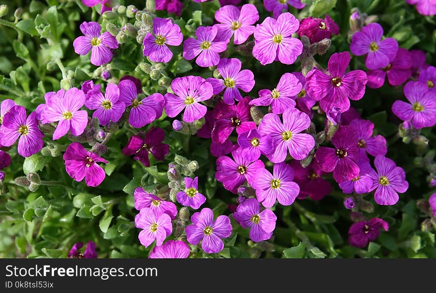 Flower, Aubretia, Plant, Flora