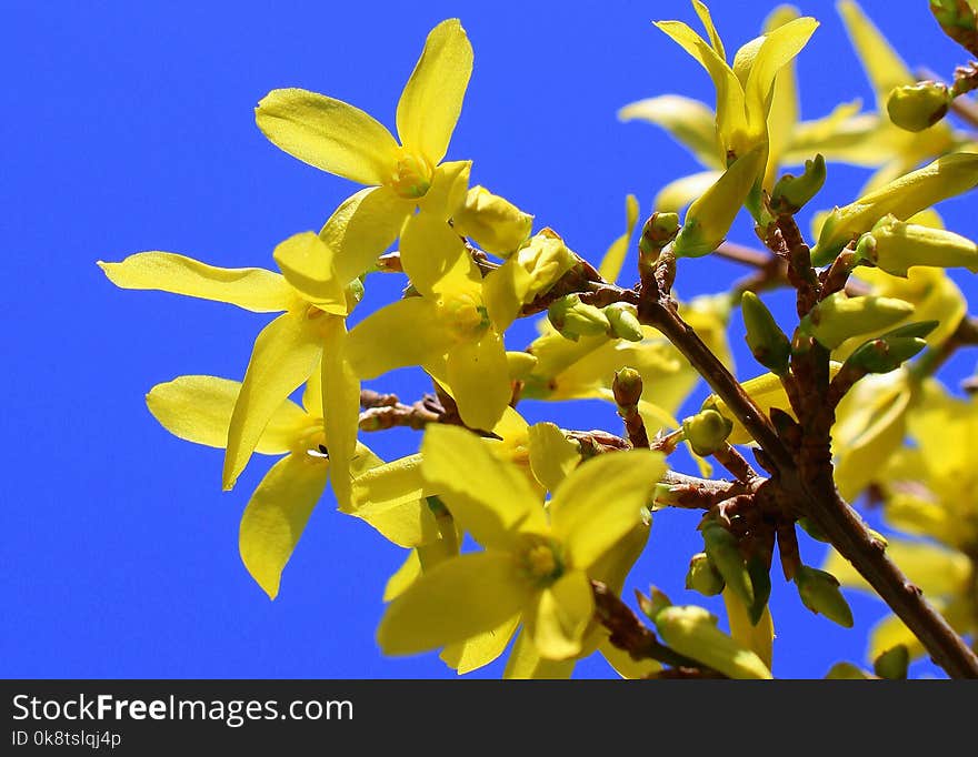 Flower, Yellow, Flora, Plant